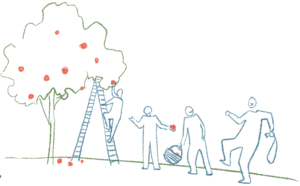 Recolte de fruits et de légumes-Recolte pomme-Recolte poire-fruit de saison belgique-benevolat-lutte contre le gaspillage alimentaire