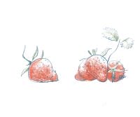 Fraises FruitCollect - gaspillage alimentaire 